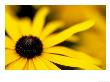 Rudbeckia Deamii, Close-Up Of Yellow Flower Head by Lynn Keddie Limited Edition Pricing Art Print