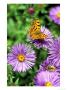 Butterfly On Aster Novae Angliae, September by Lynn Keddie Limited Edition Print