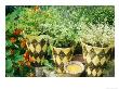 Herbs Planted Hand Painted Harlequin Pots, Candle, Tropaeolum by Linda Burgess Limited Edition Print