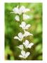 Francoa Confetti (Bridal Wreath), Evergreen Perennial, Pure White Flowers On Long Green Stem by Mark Bolton Limited Edition Print