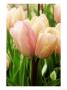 Tulipa Sweet Love (Tulip) by Mark Bolton Limited Edition Print