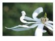 Magnolia Stellata, Close-Up Of A White Flower by Hemant Jariwala Limited Edition Print