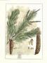 Antique Weymouth Pine Tree by John Miller (Johann Sebastien Mueller) Limited Edition Pricing Art Print