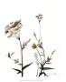 Watermark Wildflowers I by Jennifer Goldberger Limited Edition Print