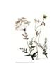 Watermark Wildflowers Ix by Jennifer Goldberger Limited Edition Print