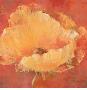 Vibrant Poppy by Annie Saint Leger Limited Edition Print