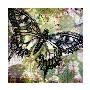 Butterflies Are Free by Ricki Mountain Limited Edition Pricing Art Print