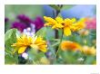 Cherokee Sunset Rudbeckia, Seattle, Washington, Usa by Terry Eggers Limited Edition Print