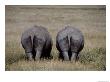 White Rhinos In African Plain, Kenya by Charles Sleicher Limited Edition Print