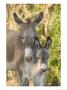 Mother And Baby Donkeys On Salt Cay Island, Turks And Caicos, Caribbean by Walter Bibikow Limited Edition Print