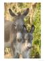 Mother And Baby Donkeys On Salt Cay Island, Turks And Caicos, Caribbean by Walter Bibikow Limited Edition Pricing Art Print