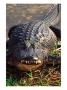 Alligator by Charles Sleicher Limited Edition Print