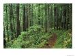 Silver Falls Trail, Mt. Rainier National Park, Washington, Usa by Jamie & Judy Wild Limited Edition Print