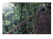 Visitors On Suspension Bridge Through Forest Canopy, Monteverde Cloud Forest, Costa Rica by Scott T. Smith Limited Edition Print