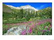 Meadow Of Fireweed In Mt. Sneffels Wilderness Area, Colorado, Usa by Julie Eggers Limited Edition Print