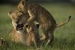 African Lion Cubs, Panthera Leo, Playing With A Lioness by Beverly Joubert Limited Edition Print
