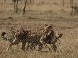 A Cheetah, Acinonyx Jubatus, And Her Cubs Carrying A Thomson's Gazelle by Beverly Joubert Limited Edition Print