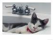 Cat Lying In A Sink by Doug Mazell Limited Edition Pricing Art Print