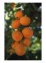 Apricots On Branch by Inga Spence Limited Edition Pricing Art Print