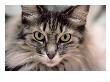 Maine Coon Cat by Charles Shoffner Limited Edition Print