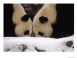 National Zoo Pandas Play In The Snow On A Winter Day by Taylor S. Kennedy Limited Edition Pricing Art Print