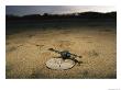 Young Pacific Ridley Turtle On A Sand Dollar by Steve Winter Limited Edition Print