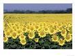 Sunflower Field, Ks by Inga Spence Limited Edition Print