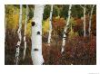 The White Bark Of Autumn Colored Aspen Trees by Charles Kogod Limited Edition Pricing Art Print
