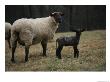 Newborn Lamb And Its Ewe by Stephen Alvarez Limited Edition Print