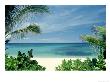 Beach And Palm Trees, Oahu, Hi by Bill Romerhaus Limited Edition Print