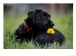Black Labrador Retriever Puppy With Flower by Frank Siteman Limited Edition Print