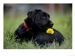 Black Labrador Retriever Puppy With Flower by Frank Siteman Limited Edition Print