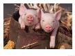 Mixed-Breed Piglets In A Barrel by Lynn M. Stone Limited Edition Print