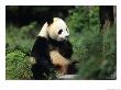 A Giant Panda Smelling A Flower, National Zoo, Washington D.C. by Taylor S. Kennedy Limited Edition Print