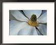 Fruit Cone Of Southern Magnolia Tree Flower by Robert Finken Limited Edition Print