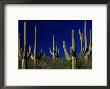 Saguaro Cacti, Az by Wallace Garrison Limited Edition Print