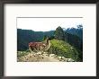 Llama, Machu Picchu, Peru by Jacob Halaska Limited Edition Pricing Art Print