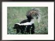 Striped Skunk by Erwin Nielsen Limited Edition Pricing Art Print