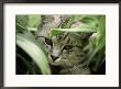 Grey Striped Cat With Leaves by Bill Whelan Limited Edition Pricing Art Print