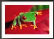 Red-Eyed Tree Frog by David Davis Limited Edition Pricing Art Print