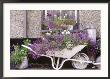 Wheelbarrow Under Window & Window Box, Lobelia, Alyssum & Petunia by Ann Kelley Limited Edition Print