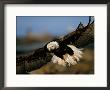 An American Bald Eagle Flies In For A Landing by Paul Nicklen Limited Edition Print