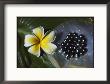 Black Pearls And Hibiscus Flower by Paul Chesley Limited Edition Print