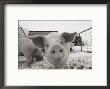 Portrait Of A Young Pig by Joel Sartore Limited Edition Print