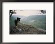 A Border Collie Stands On The Bluff At Ravens Point, Tennessee by Stephen Alvarez Limited Edition Pricing Art Print