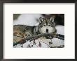 Portrait Of A Captive Gray Wolf by Roy Toft Limited Edition Pricing Art Print