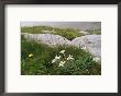Edelweiss Flowers Blooming Among Rocks by Norbert Rosing Limited Edition Print