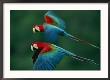 A Mated Pair Of Red-And-Green Macaws by Joel Sartore Limited Edition Print