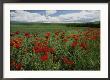 Beautiful Red Poppies Line A Roadside Field Near Moscow, Idaho by Michael Melford Limited Edition Print