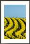 Yellow Mustard In The Vineyards In Spring, Napa Valley, United States Of America by Jerry Alexander Limited Edition Print